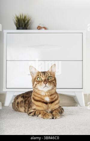 Charming red cat lies on the floor in the room. Copy space Stock Photo