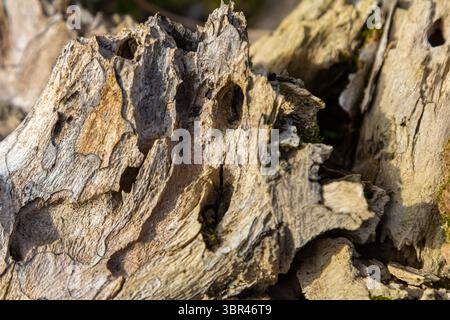 Close view of aged tree bark reveals complex patterns and textures illuminated by warm golden light showcasing the beauty of nature in the late aftern Stock Photo