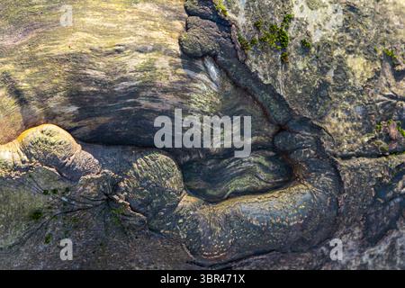 A unique rock formation that resembles an animal face located on a coastal area. The intricate textures and patches of moss create a fascinating natur Stock Photo