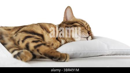 A charming red cat sleeps and smiles in his sleep. Sleeping cat isolated on a white background Stock Photo