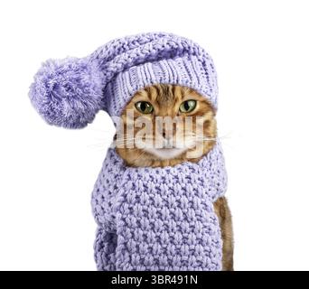 Bengal cat in a warm knitted hat and scarf on a white background. Cat in clothes isolated Stock Photo