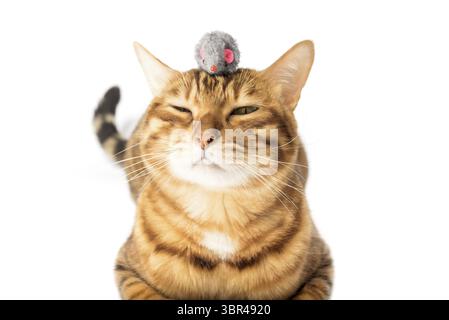 Red domestic cat plays with a toy mouse isolated on a white background Stock Photo