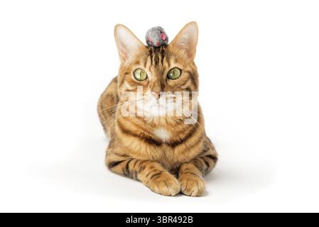 Red domestic cat plays with a toy mouse isolated on a white background Stock Photo
