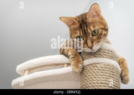 Bengal purebred point resting on cat play complex - scratching post Stock Photo