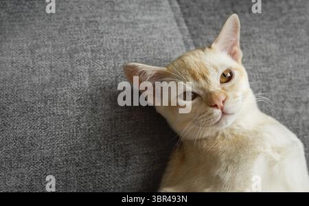 Burmese red kitten resting on the sofa. Cute cat lying on the couch Stock Photo
