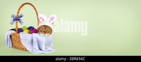 Cat with rabbit ears in a basket with Easter eggs. Easter banner, copy space Stock Photo