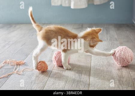 Kitten is playing on the floor with balls of wool. Lifestyle Stock Photo