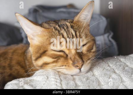 Bengal cat sleeps on a knitted white sweater. Close-up Stock Photo