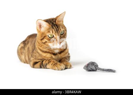 Red domestic cat plays with a toy mouse isolated on a white background Stock Photo