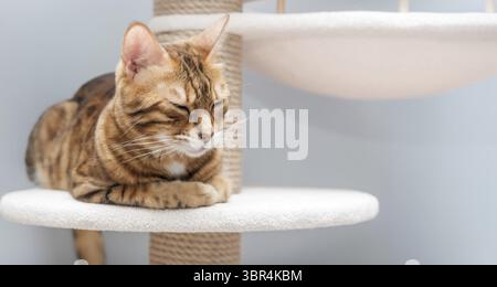Bengal purebred point resting on cat play complex - scratching post. Copy space Stock Photo