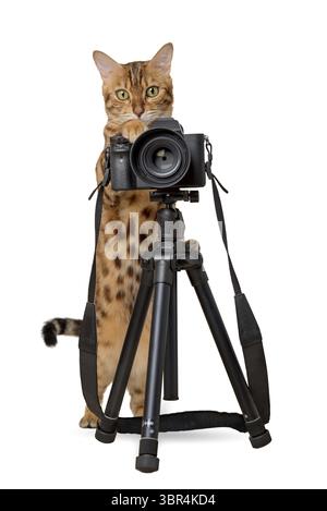 Bengal cat with a SLR camera on a white background. Cat photographer isolated Stock Photo