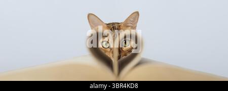Muzzle of a red cat on a blue background. Copy space Stock Photo