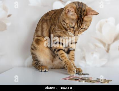 Bengal cat counts gold and silver coins. Rich cat Stock Photo