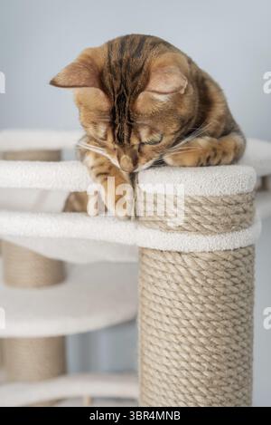 Bengal purebred point resting on cat play complex - scratching post Stock Photo