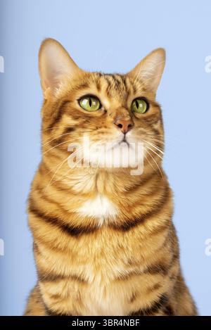 Portrait of a Bengal cat color rosette on gold on a blue background. Vertical shot Stock Photo