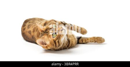 Relaxed bengal cat lies isolated on white background Stock Photo