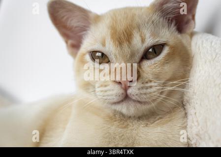 Adorable ginger Burmese kitten resting on a soft pillow in a white bed at home. Close-up Stock Photo