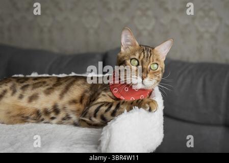 Bengal cat resting on a cat bed in the living room. Cat in the interior Stock Photo