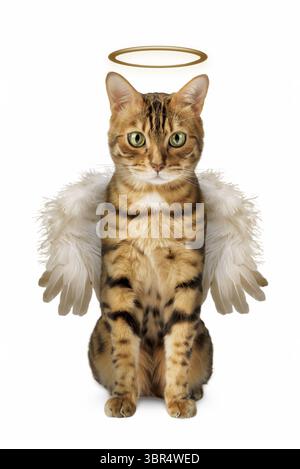 猫翼　CAT WING 猫翼 CAT WING 猫翼 CAT WING