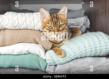 A domestic Bengal cat hid between stacks of woolen knitwear in a closet Stock Photo