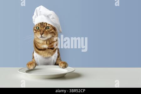 Cat chef and an empty plate on the table. Copy space Stock Photo