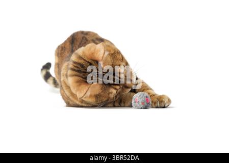 Red domestic cat plays with a toy mouse isolated on a white background Stock Photo
