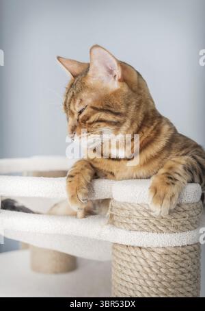 Bengal purebred point resting on cat play complex - scratching post Stock Photo