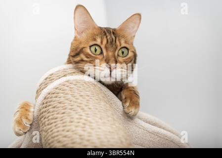 Bengal purebred point resting on cat play complex - scratching post Stock Photo
