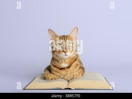 Smart Bengal cat and books on a white background. Preparation for school Stock Photo