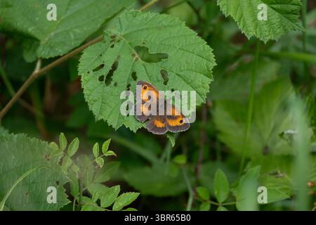 Oversley Wood, Warwickshire, UK. Gatekeeper butterfly (Pyronia tithonus) Stock Photo