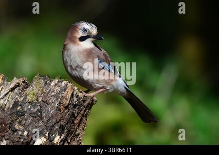 Jay garrulus glandarius Stock Photo