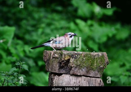 Jay garrulus glandarius Stock Photo