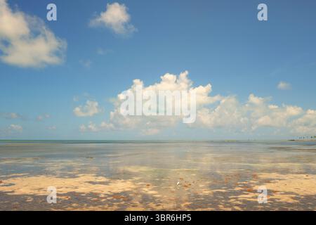 Great white egret on still waters Islamorada Florida keys Stock Photo