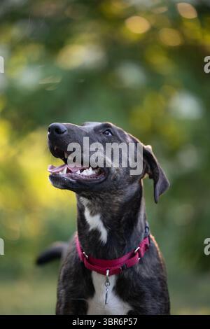Brindle dog with red collar looks up in sunlit green background. Stock Photo