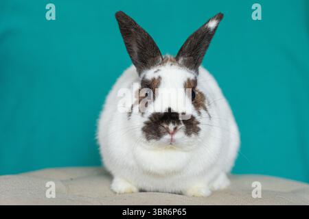 Brown and white rabbit facing forward on beige surface. Stock Photo