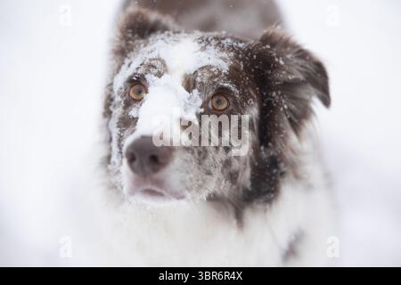 Australian Shepherd with snow-covered face staring upward Stock Photo