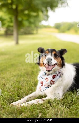 Smiling Australian Shepherd lying on grass Stock Photo