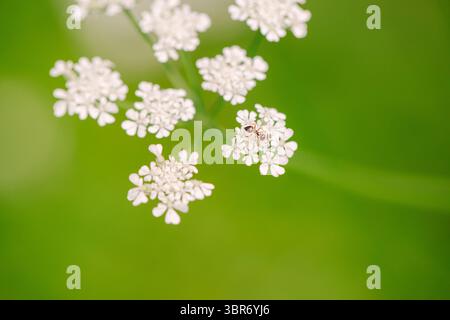 Tiny Ant Crawling on White Wildflower Blossom in Spring Stock Photo