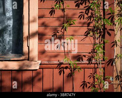 the climbing plants on the wall and shadows, no people Stock Photo