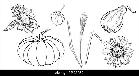 Vector autumn set of pumpkins, sunflower flowers, wheat ears, physalis. Black and white Vector illustrations of autumn harvest. Hand drawn outline Stock Vector