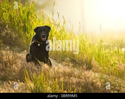 A black labrador sits attentively in sunlit tall grass, looking towards the camera with its mouth slightly open. Stock Photo