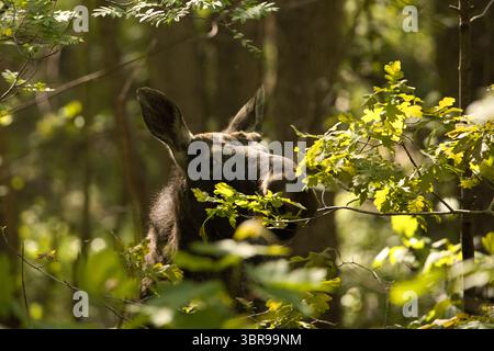 A moose's head and neck are visible among sun-dappled green foliage and tree trunks in a forest setting. Stock Photo