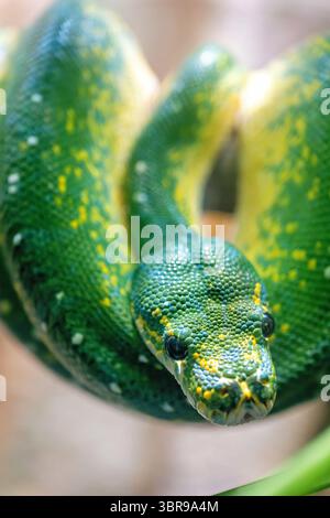 Green Tree Python at Reptile House in National Zoo in Washington DC | WASHINGTON D.C., United States — A green tree python (Morelia viridis) rests coiled in its enclosure at the Reptile Discovery Center in the Smithsonian's National Zoo. The species relies on heat-sensing pits near its mouth to hunt warm-blooded prey after dark, a trait shared with several related python and boa species. Stock Photo