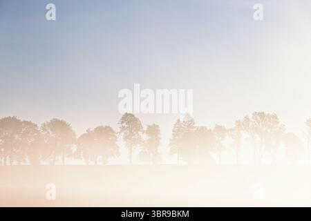 Morning fog in the countryside with a row of trees Stock Photo