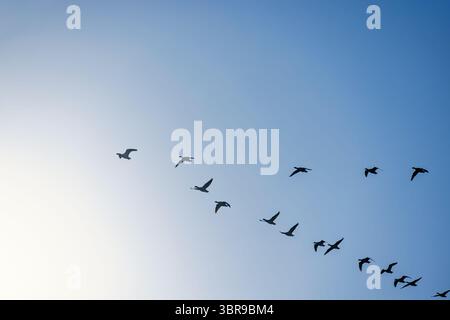 Flock of migratory geese flying in v formation on a blue sky Stock Photo