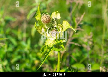 Close-up of plant against lush green background in natural setting. Cirsium oleraceum, the cabbage thistle. Stock Photo