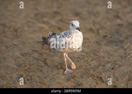 Young seagull walking on the sand Stock Photo