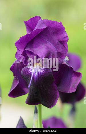 Iris Sable, a fragrant perennial with deep purple standards and falls in May spring garden border. UK Stock Photo