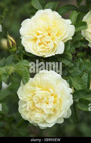 Yellow Rosa Rugiosa Rosa 'Agnes' (Ru), double rose with creamy yellow blooms. Also called ...