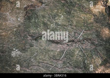 Texture of a massive stone with patterns and growths, natural background with shades and designs Stock Photo